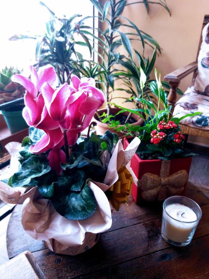 "La Maison Del Corso" Hospitality Pisa Dış mekan fotoğraf